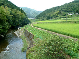 田んぼは井細川の側にあります