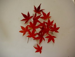 南天(紅葉しかけ）