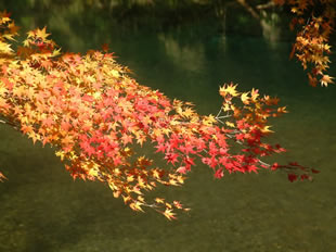 井細川の紅葉