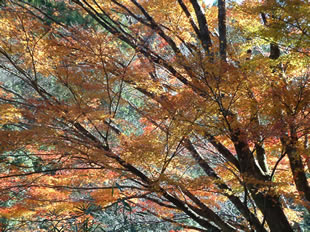 井細川の紅葉