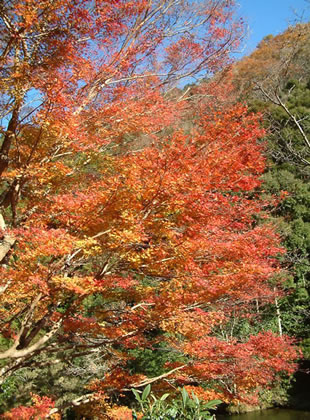 井細川の紅葉