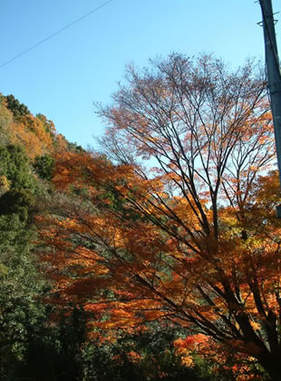 井細川の紅葉