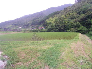 田植えの済んだ田んぼ
