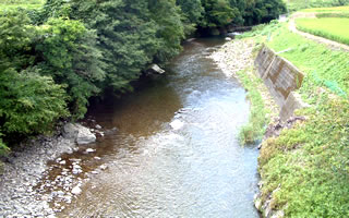 山崎の田んぼは、冷たく清い井細川の側にあります