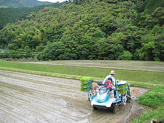 四万十町のお米